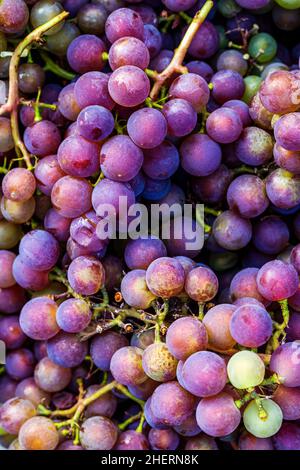 Rotwein Trauben Hintergrund. Lila reife süße Trauben. Geringe Schärfentiefe Stockfoto