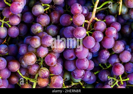 Rotwein Trauben Hintergrund. Lila reife süße Trauben. Geringe Schärfentiefe Stockfoto