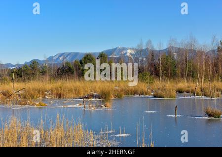 Gefrorener Moorteich mit Raureif, Chiemgauer Alpen im Hintergrund, Grundbeckenmoor bei Rosenheim, Bayern, Deutschland Stockfoto