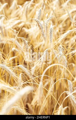 Goldene Weizen- oder Roggenohren aus nächster Nähe. Ländliches helles, sonnenbeleuchtetes Feld. Erntezeit für die Landwirtschaft im august. Stockfoto