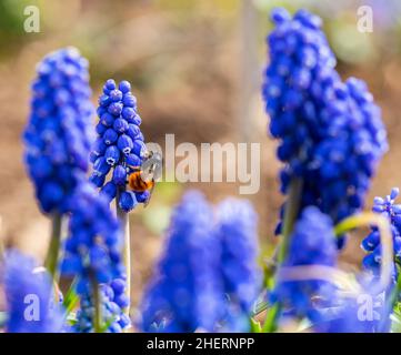 Wilde Honigbiene auf einer Traubenhyazinthe Stockfoto