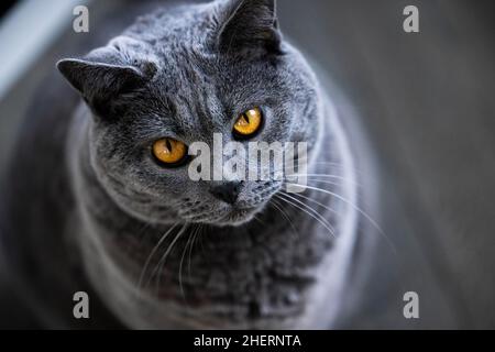 Graue Kartäuser-Katze mit gelben Augen, Tierportrait, Köln, Nordrhein-Westfalen, Deutschland Stockfoto