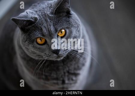 Graue Kartäuser-Katze mit gelben Augen, Tierportrait, Köln, Nordrhein-Westfalen, Deutschland Stockfoto