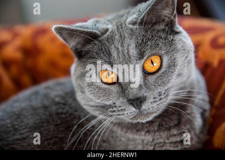 Graue Kartäuser-Katze mit gelben Augen im Korb, Tierportrait, Köln, Nordrhein-Westfalen, Deutschland Stockfoto