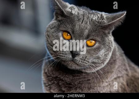 Graue Kartäuser-Katze mit gelben Augen, Tierportrait, Köln, Nordrhein-Westfalen, Deutschland Stockfoto