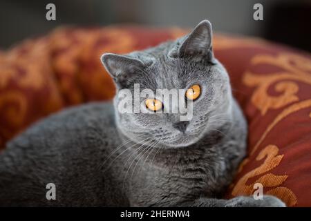 Graue Kartäuser-Katze mit gelben Augen im Korb, Tierportrait, Köln, Nordrhein-Westfalen, Deutschland Stockfoto