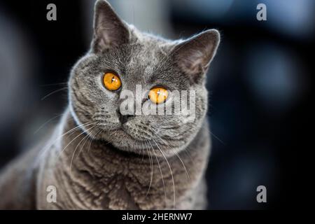 Graue Kartäuser-Katze mit gelben Augen, Tierportrait, Köln, Nordrhein-Westfalen, Deutschland Stockfoto