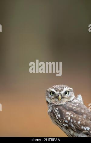 Kleine Eule (Athene noctua) Porträt eines erwachsenen Vogelkopfes, Norfolk, England, Vereinigtes Königreich, gefangen Stockfoto