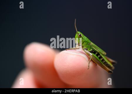 Kleine grüne Heuschrecke unterordnen Caelifera, die auf dem Finger sitzt Stockfoto