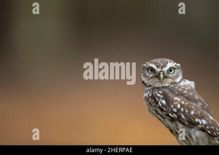 Kleine Eule (Athene noctua) Porträt eines erwachsenen Vogelkopfes, Norfolk, England, Vereinigtes Königreich, gefangen Stockfoto