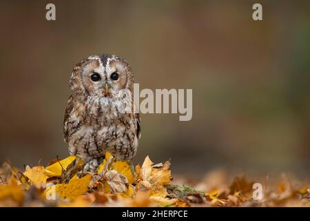 Waldkauz (Strix aluco), ausgewachsener Vogel, der in herbstlichen Herbstblättern sitzt, Norfolk, England, Vereinigtes Königreich, gefangen Stockfoto