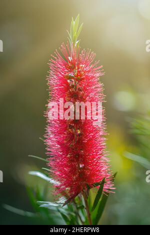 Rote Callistemon-Blüten im tropischen Garten von Bali, Indonesien. Callistemon Bottelbrush Baum Blumen. Callistemon exotische Pflanze Stockfoto