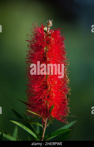 Rote Callistemon-Blüten im tropischen Garten von Bali, Indonesien. Callistemon Bottelbrush Baum Blumen. Callistemon exotische Pflanze Stockfoto