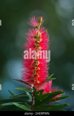 Rote Callistemon-Blüten im tropischen Garten von Bali, Indonesien. Callistemon Bottelbrush Baum Blumen. Callistemon exotische Pflanze Stockfoto