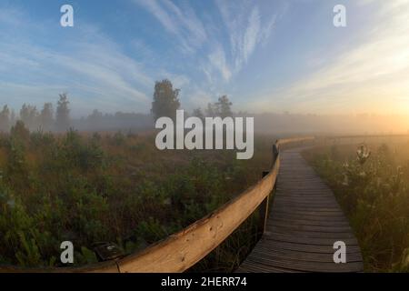 Holzsteg im Moor mit warziger Birke (Betula pendula) und schottenkiefer (Pinus sylvestris), Niederrhein, Nordrhein-Westfalen, Deutschland Stockfoto