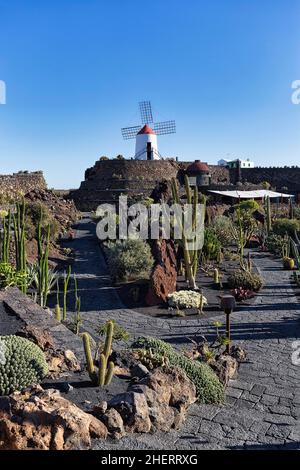 Jardin de Cactus, Kakteen und Sukkulenten Garten mit Windmühle, Künstler Cesar Manrique, Guatiza, Teguise, Lanzarote, Spanien Stockfoto