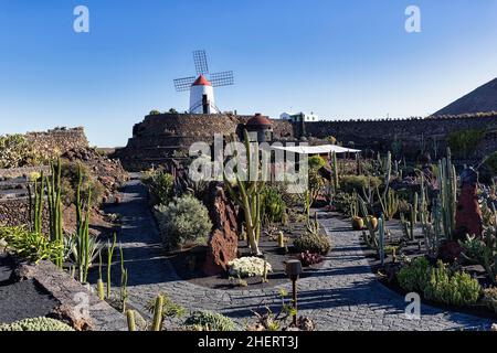 Jardin de Cactus, Kakteen und Sukkulenten Garten mit Windmühle, Künstler Cesar Manrique, Guatiza, Teguise, Lanzarote, Spanien Stockfoto