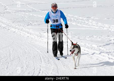 Musher mit Schlittenhundenteam, Siberian Huskies, 6th International Sled Dog Race 26. 27. Januar 2013, Inzell, Bayern, Deutschland Stockfoto