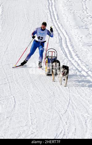 Musher mit Schlittenhundenteam, Siberian Huskies, 6th International Sled Dog Race 26. 27. Januar 2013, Inzell, Bayern, Deutschland Stockfoto