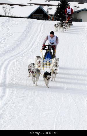 Musher mit Schlittenhundenteam, Siberian Huskies, 6th International Sled Dog Race 26. 27. Januar 2013, Inzell, Bayern, Deutschland Stockfoto