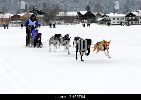 Musher mit Schlittenhundenteam, Siberian Huskies, 6th International Sled Dog Race 26. 27. Januar 2013, Inzell, Bayern, Deutschland Stockfoto