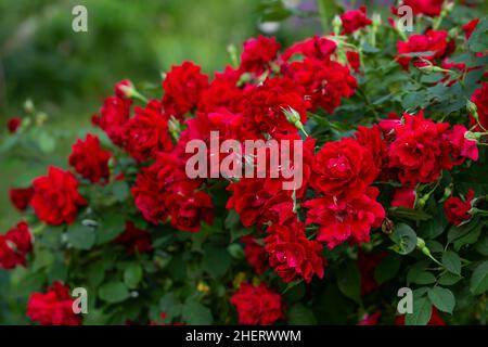 Schöne rote Rosen Strauch in einem Garten Stockfoto