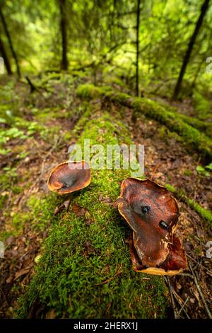 Wunderschöne Waldlandschaft. Gruppe von Pilzen, die im Moos auf einem Baumstamm wachsen. Braun wilder Pilz bei dem großen Baum, der in die Tiefe des Waldes gefallen ist. Stockfoto