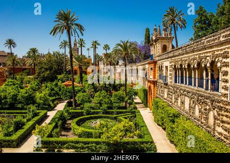 Gärten des Alcazar, Sevilla, Sevilla, Andalusien, Spanien Stockfoto