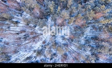 Kalter Winter verschneiten Wald Luftpanorama. Schneebedeckte Bäume von oben geschossen. Kalter Wintertag Stockfoto
