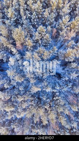 Schneebedeckte Winterwaldantenne. Holz in der Wintersaison von einer Drohne geschossen. Kalter februartag in der Wildnis Stockfoto