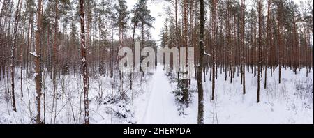 Schneebedeckter Kiefernwald in der Wintersaison Panorama. Stockfoto