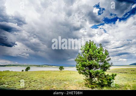 Kiefernbaum im Vordergrund als sich der Sommersturm dem Big Lake im Apache-Sitgreaves National Forest in den White Mountains von Arizona nähert. Stockfoto