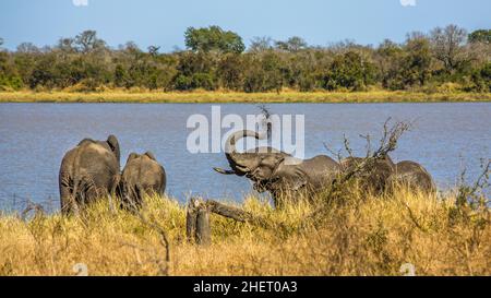 Elefanten auf dem Weg zum Bad, Manyeleti Game Reserve, Südafrika Stockfoto