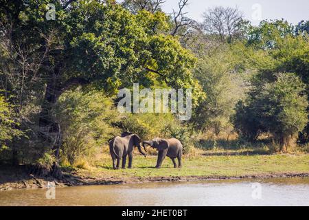 Junger afrikanischer Elefant (Loxodonta africana) konkurrierender Elefant, Kruger-Nationalpark, Südafrika Stockfoto