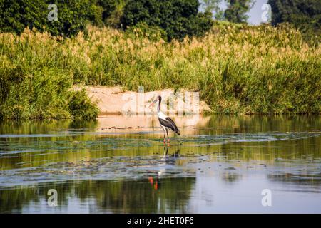 Sattel – abgerechnet Stork (Nahrung Senegalensis), Krüger Nationalpark, Südafrika Stockfoto