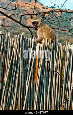 Einblicke in das Leben der Swazis, Swazi Cultural Village, Wildlife Sanctuary, Swasiland, Eswatini, Südafrika, Milwane Stockfoto