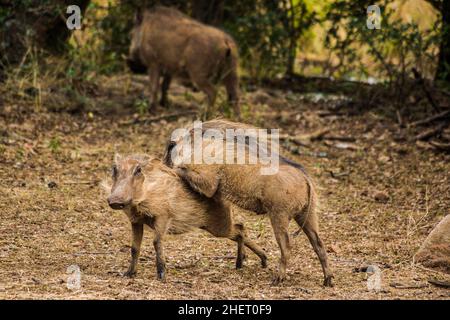 Warzenschweine (Phacochoerus africanus), Mlilwane Wildlife Sanctuary, Swasiland, Eswatini, Südafrika, Milwane Stockfoto