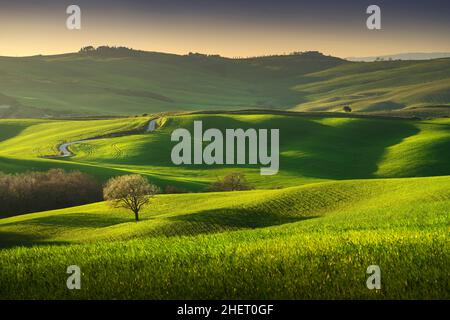Frühling in der Toskana, sanfte Hügel, Weizen und Baum bei Sonnenuntergang. Pienza, Italien, Europa. Stockfoto