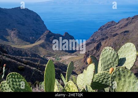 Kaktusbirnen auf der Kanarischen Insel Teneriffa Stockfoto