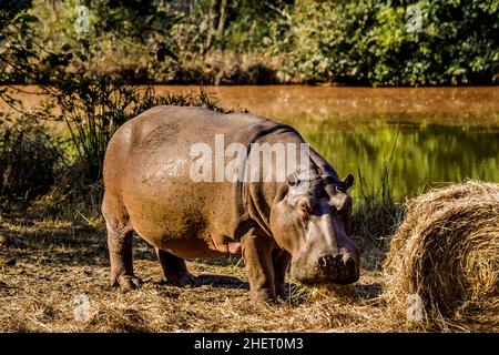 Hippo, Hippo Lodge im Mlilwane Wildlife Sanctuary, Swasiland, Eswatini, Südafrika, Milwane Stockfoto