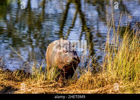 Junge Flusspferde, Hippo Lodge im Mlilwane Wildlife Sanctuary, Swasiland, Eswatini, Südafrika, Milwane Stockfoto