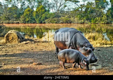 Hippo Feeding, Hippo Lodge im Mlilwane Wildlife Sanctuary, Swasiland, Eswatini, Südafrika, Milwane Stockfoto