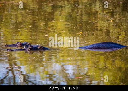 Hippos, Hippo Lodge im Mlilwane Wildlife Sanctuary, Swasiland, Eswatini, Südafrika, Milwane Stockfoto