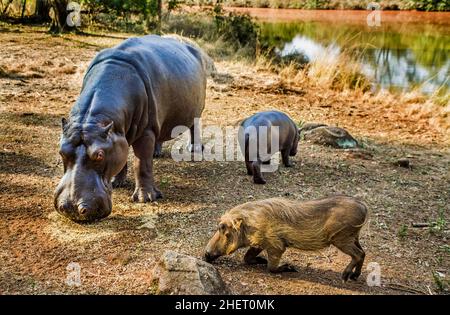 Hippo füttert Warzenschweine, Hippo Lodge im Mlilwane Wildlife Sanctuary, Swasiland, Eswatini, Südafrika, Milwane Stockfoto