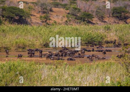 Herde afrikanischer Büffel (Syncerus Caffer), Hluhluwe-Imfolozi National Park, Südafrika Stockfoto