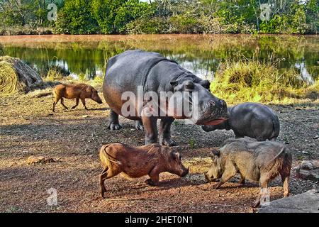 Hippo füttert Warzenschweine, Hippo Lodge im Mlilwane Wildlife Sanctuary, Swasiland, Eswatini, Südafrika, Milwane Stockfoto