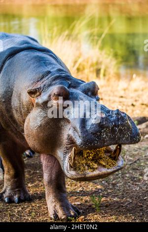 Hippo Feeding, Hippo Lodge im Mlilwane Wildlife Sanctuary, Swasiland, Eswatini, Südafrika, Milwane Stockfoto