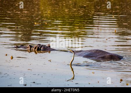 Hippo mit Kormoran, Hippo Lodge im Mlilwane Wildlife Sanctuary, Swasiland, Eswatini, Südafrika, Milwane Stockfoto