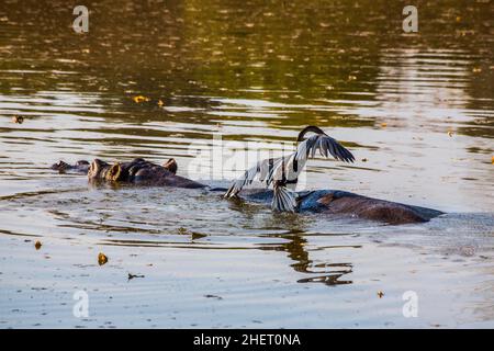 Hippo mit Kormoran, Hippo Lodge im Mlilwane Wildlife Sanctuary, Swasiland, Eswatini, Südafrika, Milwane Stockfoto