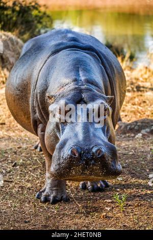 Hippo Feeding, Hippo Lodge im Mlilwane Wildlife Sanctuary, Swasiland, Eswatini, Südafrika, Milwane Stockfoto